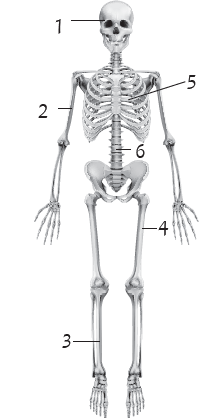 نموذجاً للهيكل العظمي في جسم الإنسان